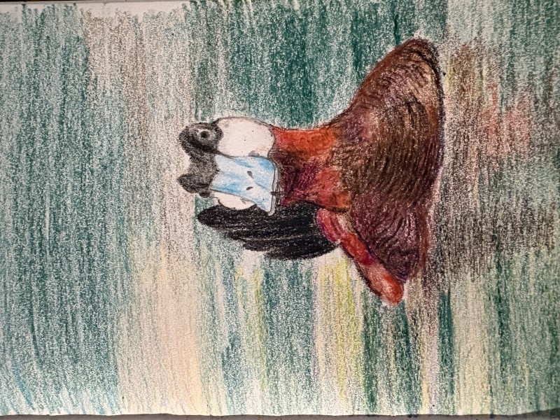 Ruddy duck - Mackenzie Tansey