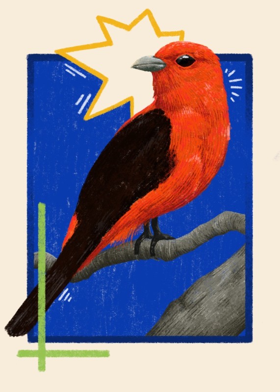 Scarlet tanager - Jenna Matsumoto