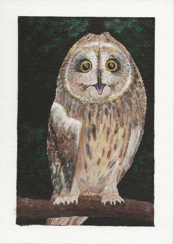 Short-eared owl - Shannon Scimecca