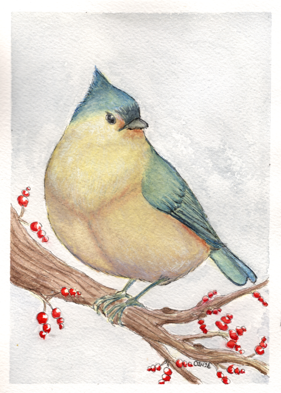 Tufted titmouse - Carole Henell