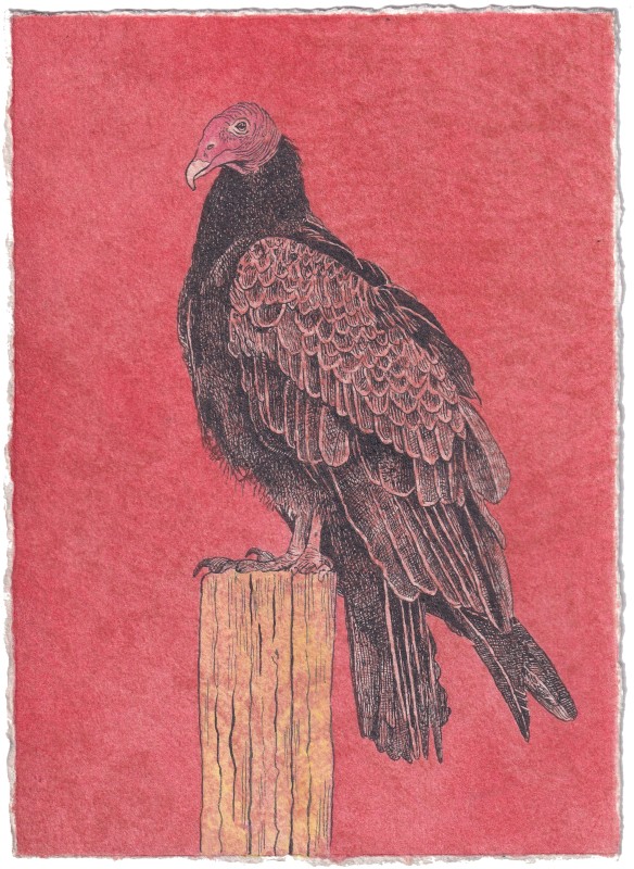 Turkey vulture - Key Wilde