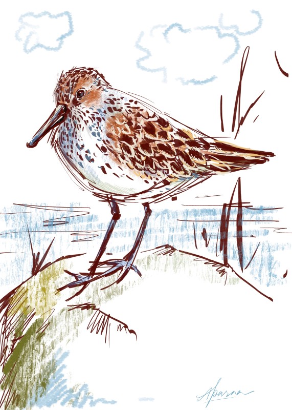 Western Sandpiper - Aparna Deshpande