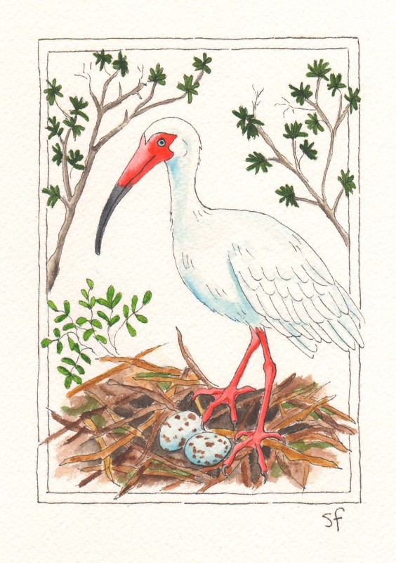 White ibis - Sue Field