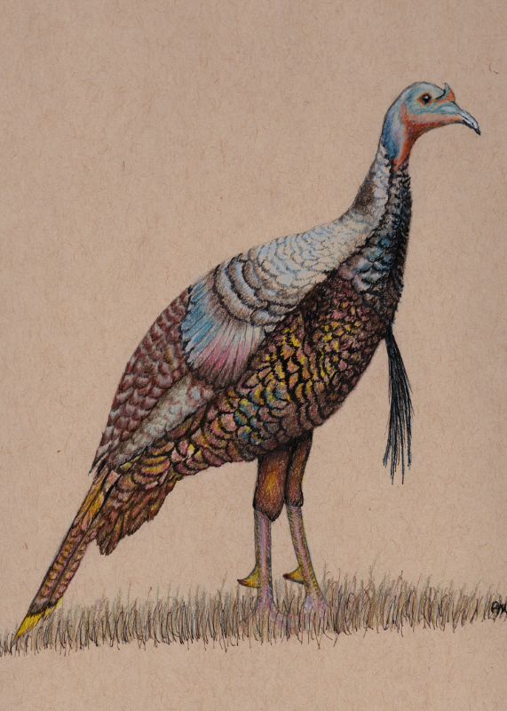 Wild turkey - Ann-Marie Bossong