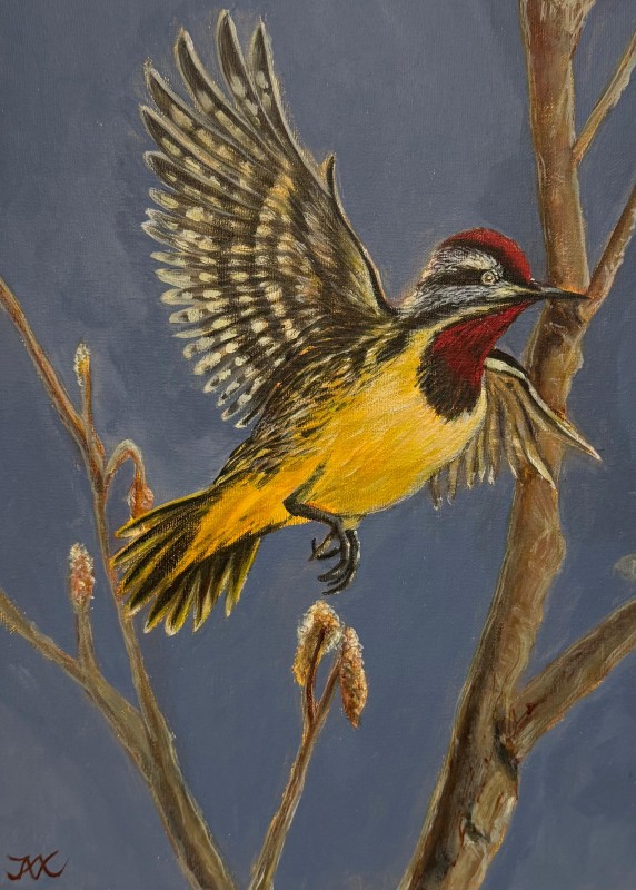 Yellow-bellied sapsucker - Jax Kwok