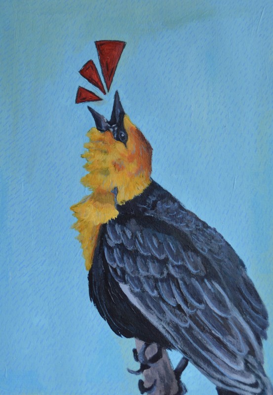 Yellow-headed blackbird - Natalia Rybak